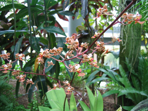 Oncidium altissimum