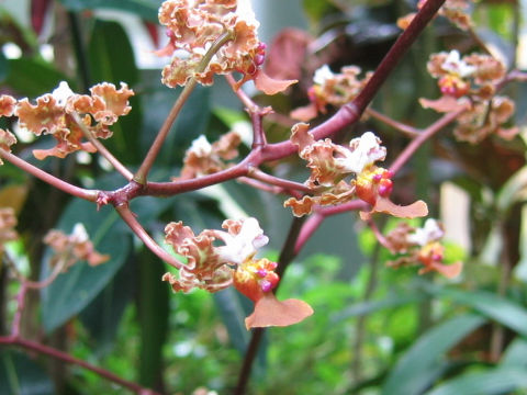 Oncidium altissimum