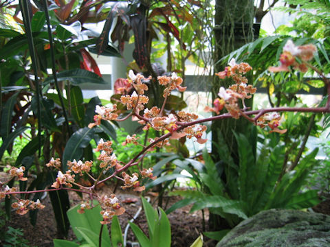 Oncidium altissimum