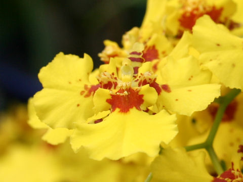 Oncidium cv.