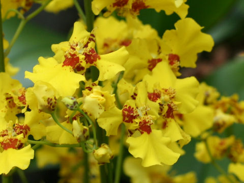 Oncidium cv.