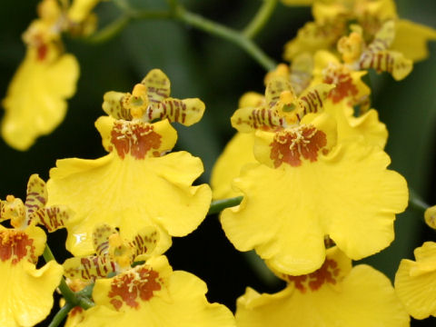 Oncidium cv.