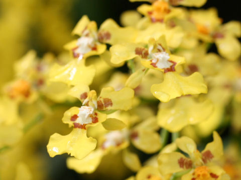 Oncidium cv.