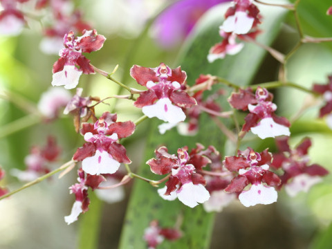 Oncidium cv. Sharry Baby