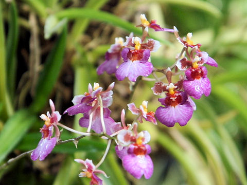 Oncidium cv. Shangrila