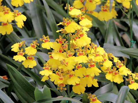 Oncidium cv.