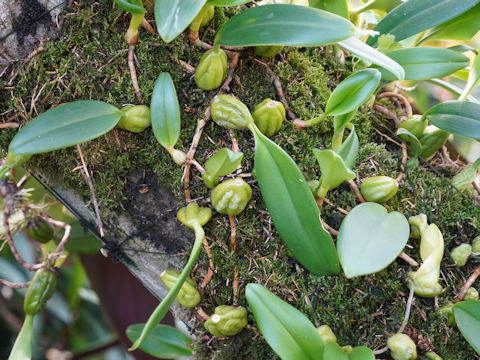 Oncidium maculatum