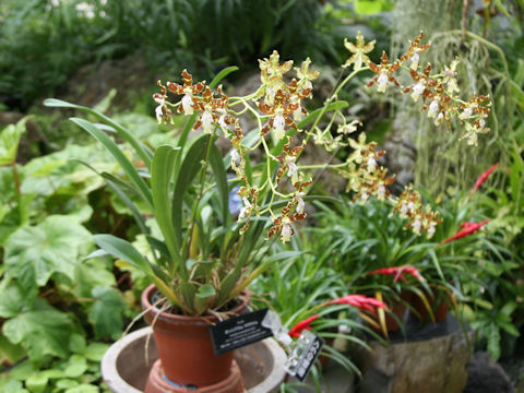 Oncidium maculatum