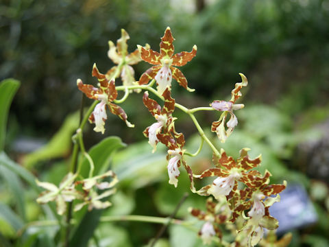 Oncidium maculatum