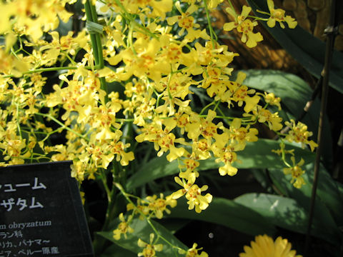 Oncidium obryzatum