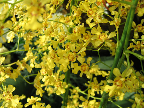 Oncidium obryzatum