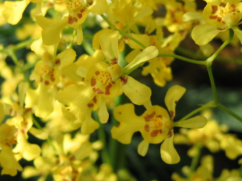 Oncidium obryzatum