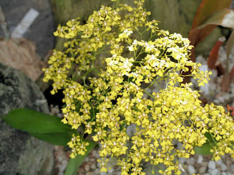 Oncidium obryzatum