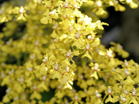 Oncidium obryzatum