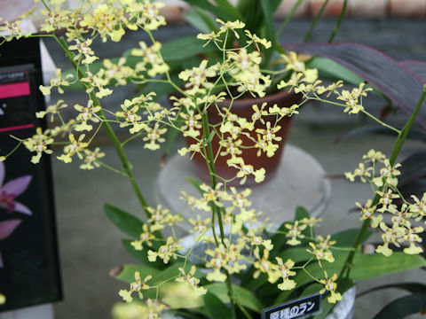 Oncidium obryzatum