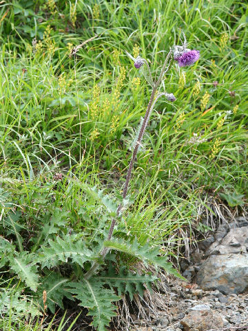 Cirsium borealinipponense