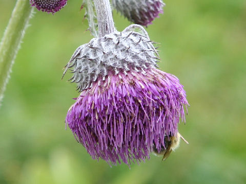 Cirsium borealinipponense