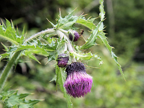 Cirsium borealinipponense