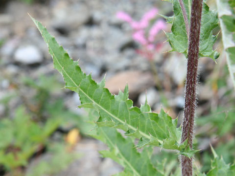 Cirsium borealinipponense