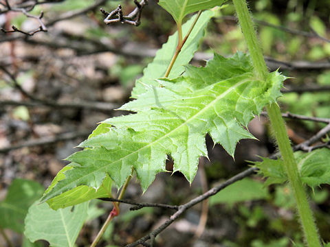 Cirsium borealinipponense