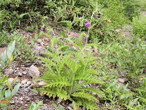 Cirsium borealinipponense