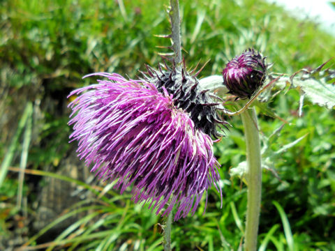 Cirsium borealinipponense