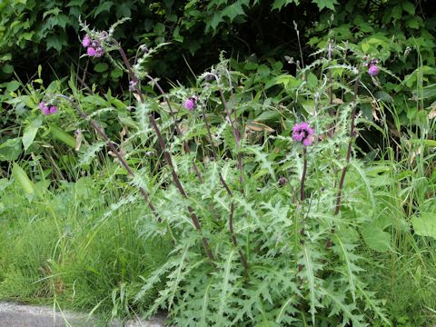 Cirsium borealinipponense