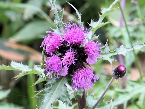 Cirsium borealinipponense