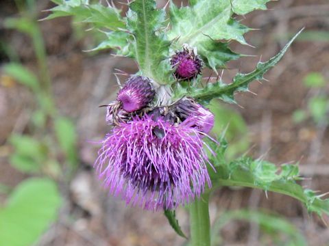 Cirsium borealinipponense