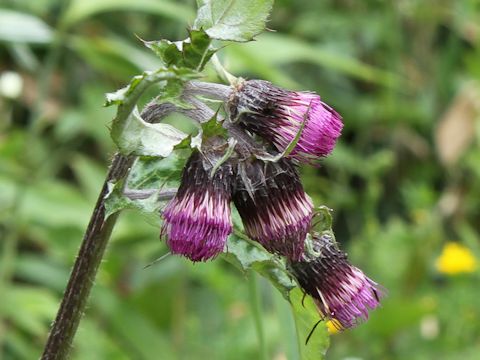 Cirsium borealinipponense