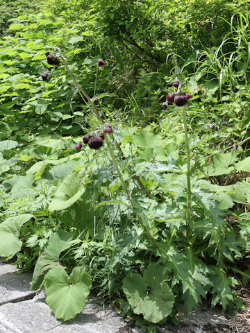 Cirsium borealinipponense