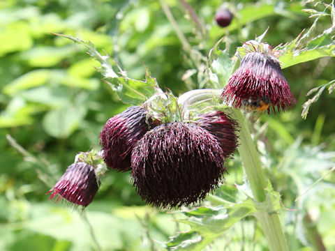 Cirsium borealinipponense