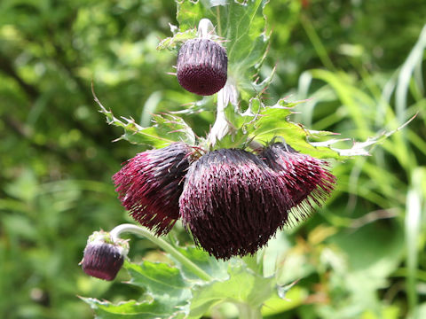 Cirsium borealinipponense