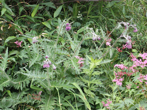 Cirsium borealinipponense