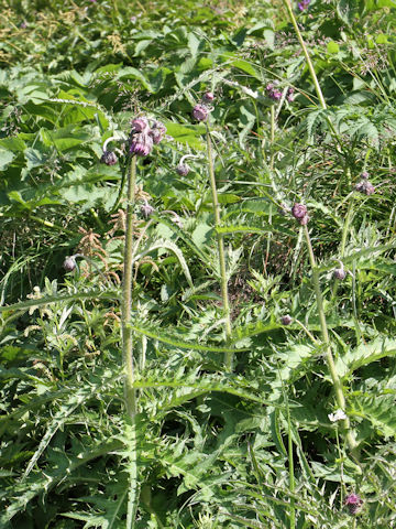 Cirsium borealinipponense