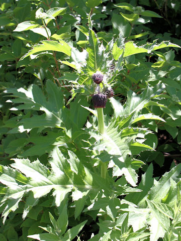 Cirsium borealinipponense