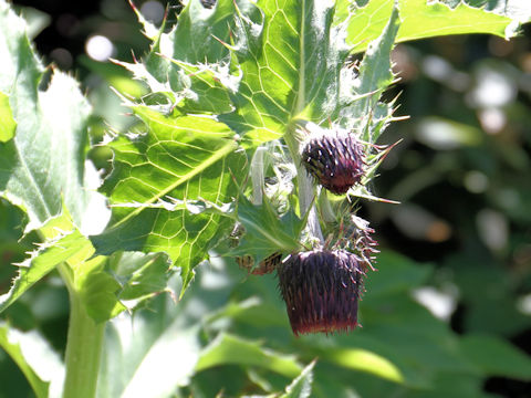 Cirsium borealinipponense