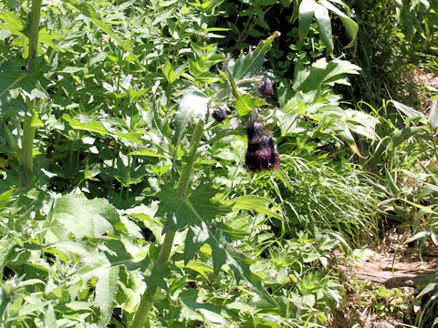 Cirsium borealinipponense