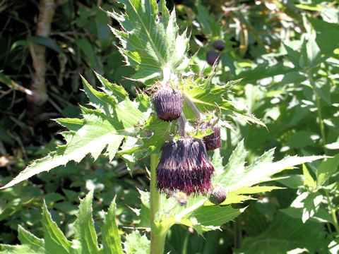 Cirsium borealinipponense