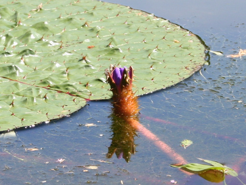 Euryale ferox