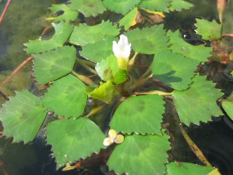 Trapa natans var. rubeola f. viridi