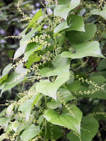 Dioscorea tokoro