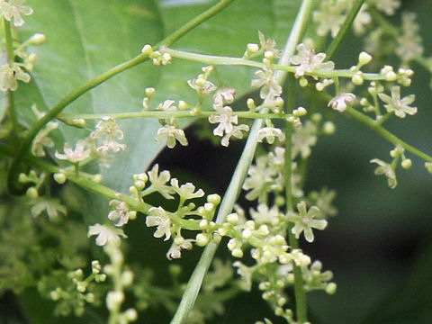 Dioscorea tokoro