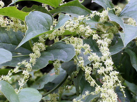 Dioscorea tokoro