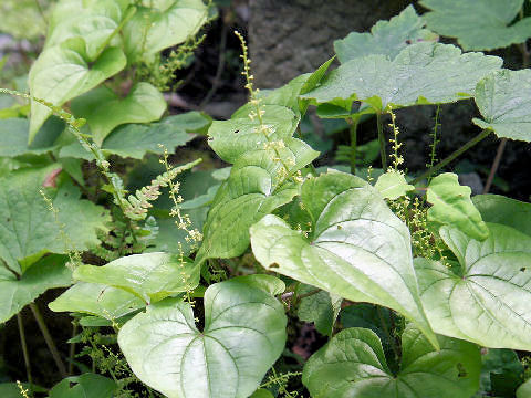 Dioscorea tokoro