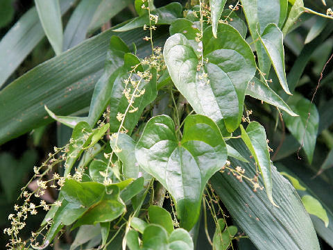 Dioscorea tokoro