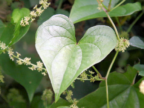 Dioscorea tokoro