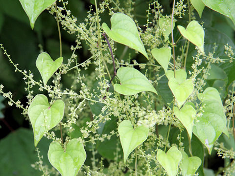 Dioscorea tokoro