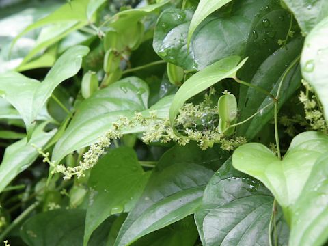 Dioscorea tokoro