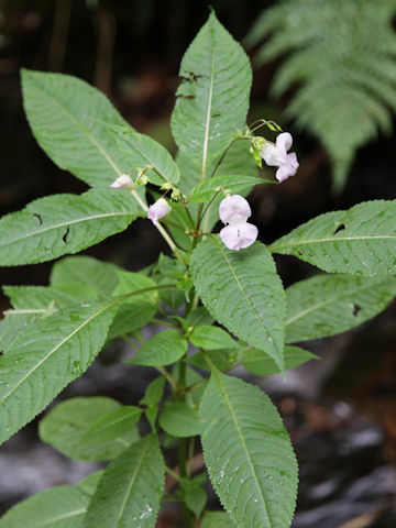 Impatiens glandulifera